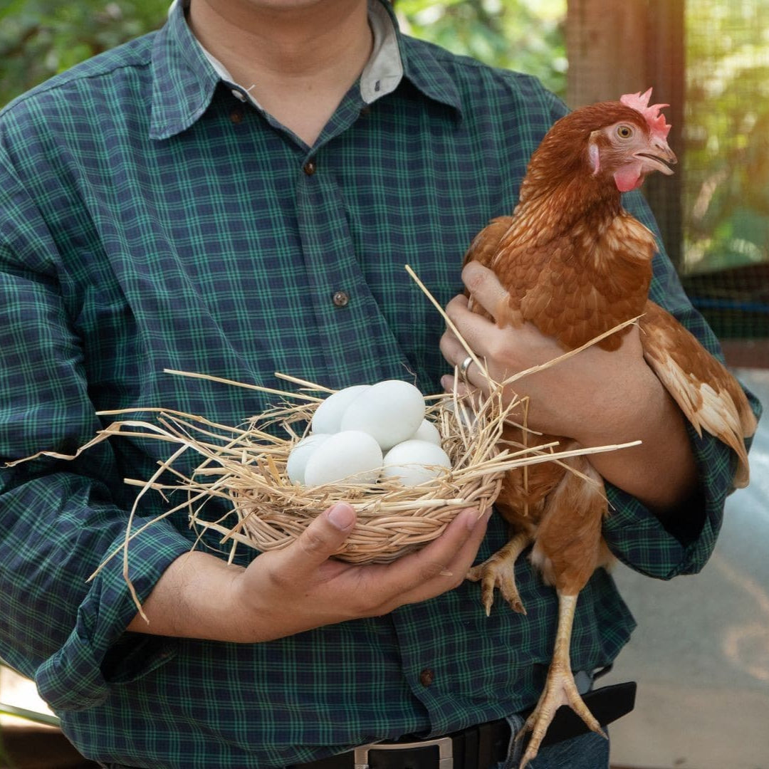 O impacto real de escolher ovos caipiras e sustentáveis