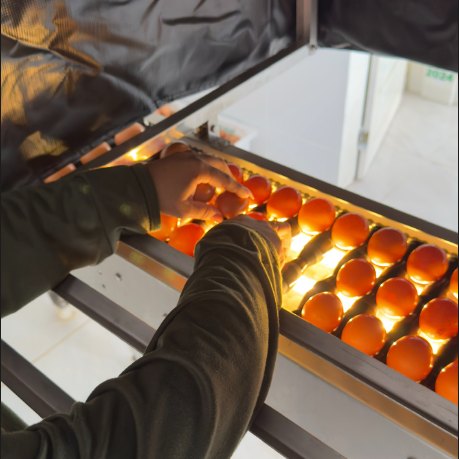 Como reconhecer um ovo de qualidade